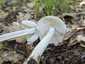 Fehér galóca (Amanita verna), Dél-Pest